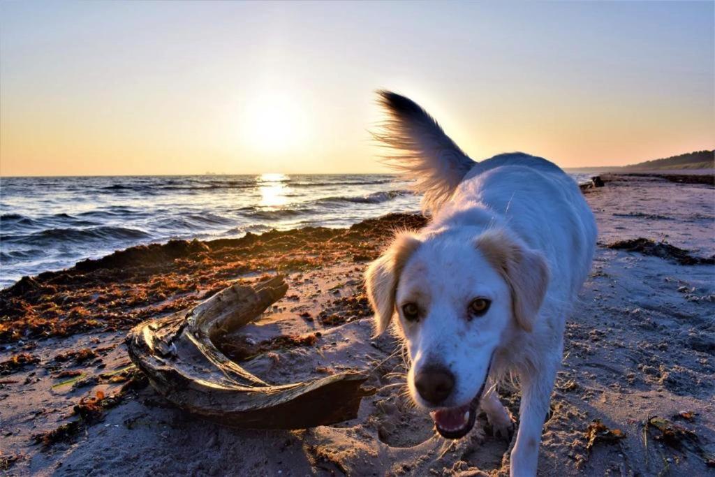 Haus Am Strand ユリウスルー エクステリア 写真